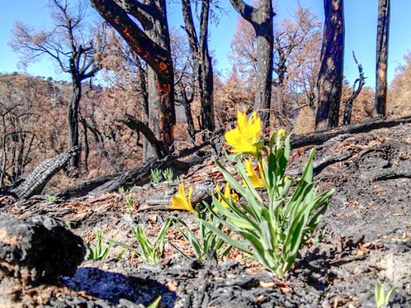 WEB-Trabajan en el plan de restauración en la zona incendiada de Quillén 7